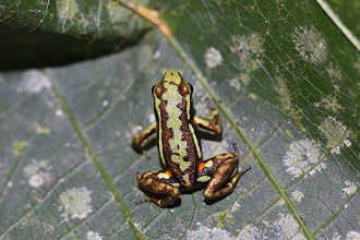small frog sitting on a leaf